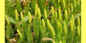 lycopodium