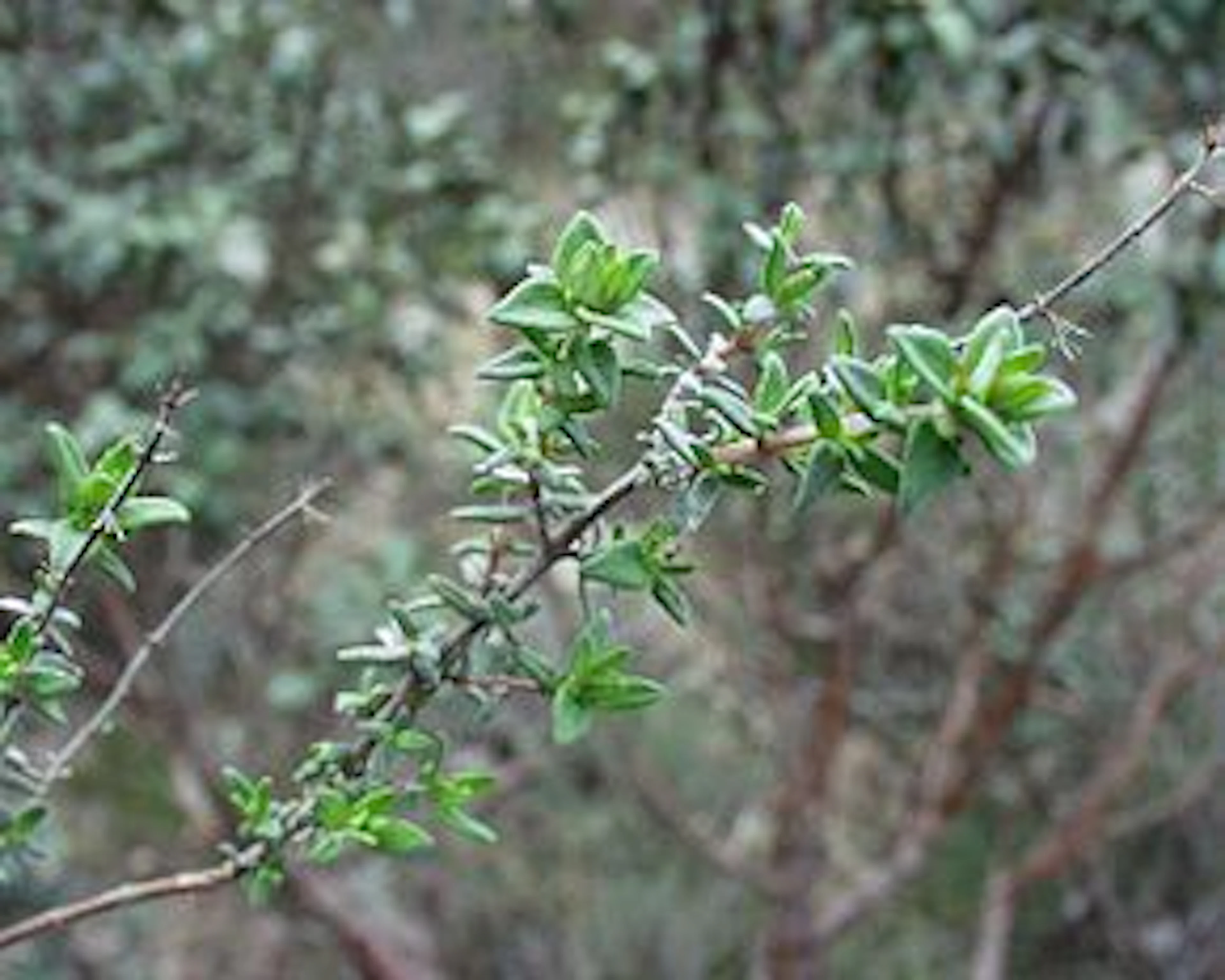 290px-Thymus_vulgaris4