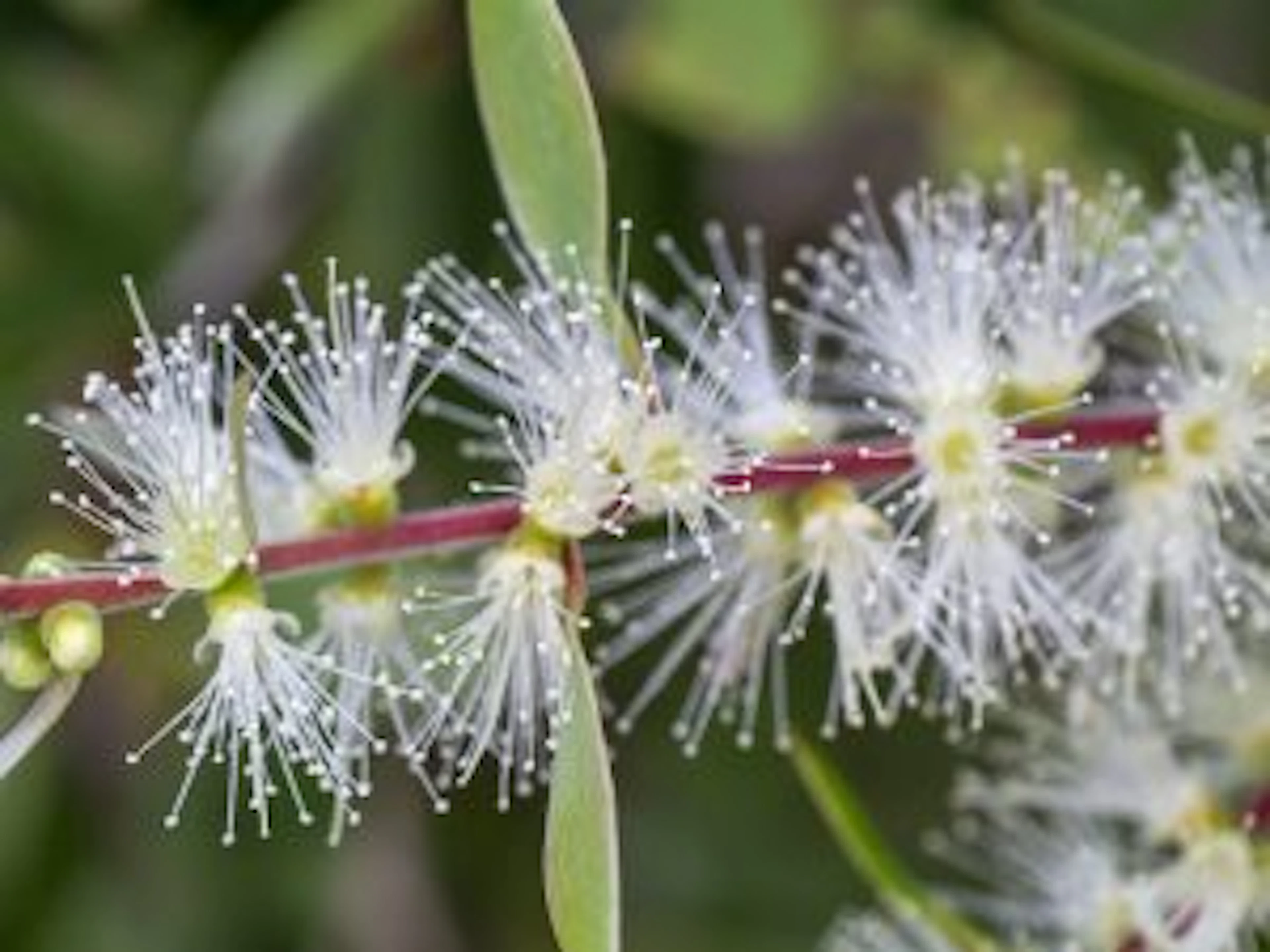 niaouli plante