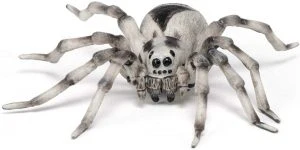 tarantula