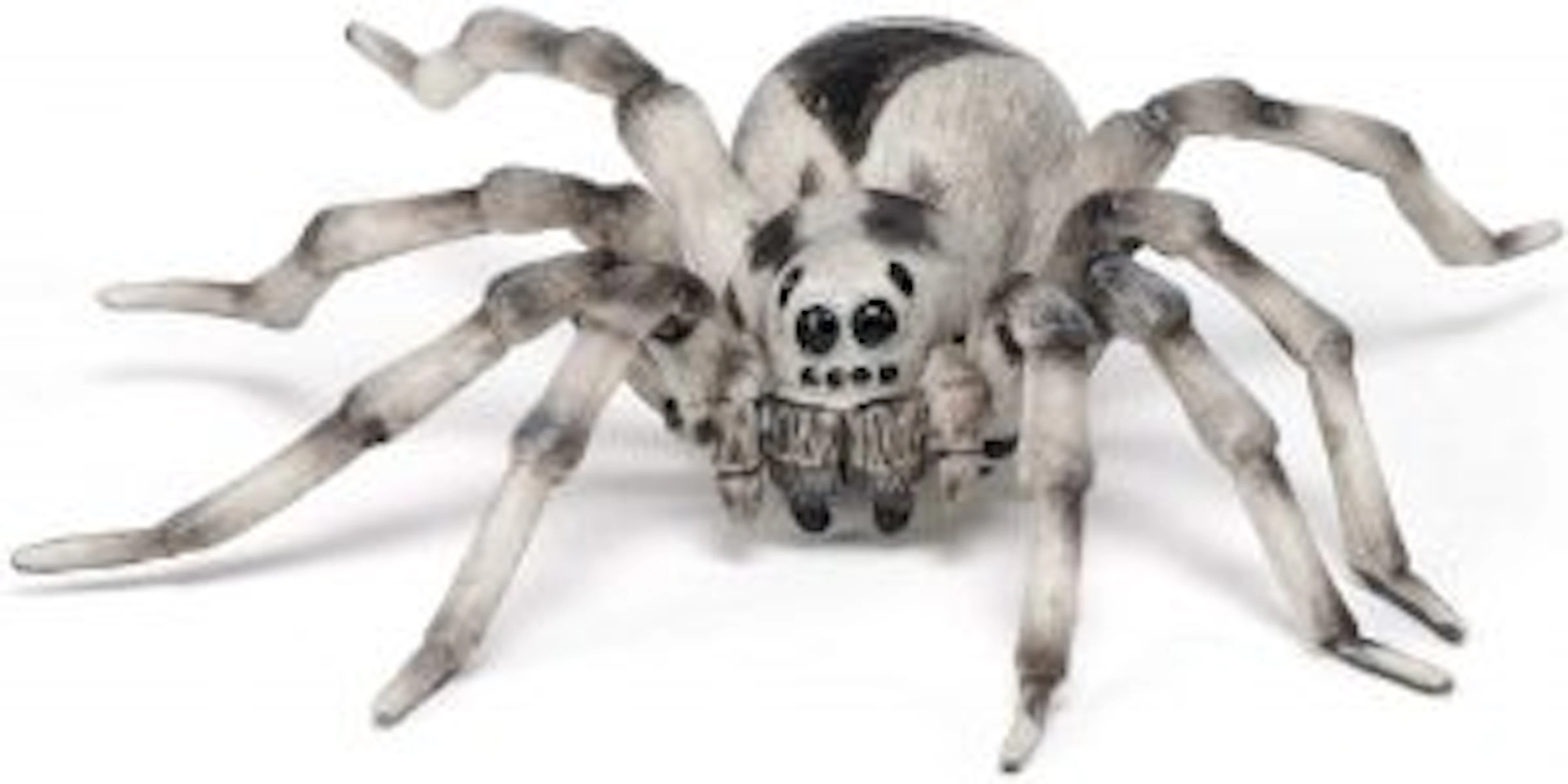tarantula