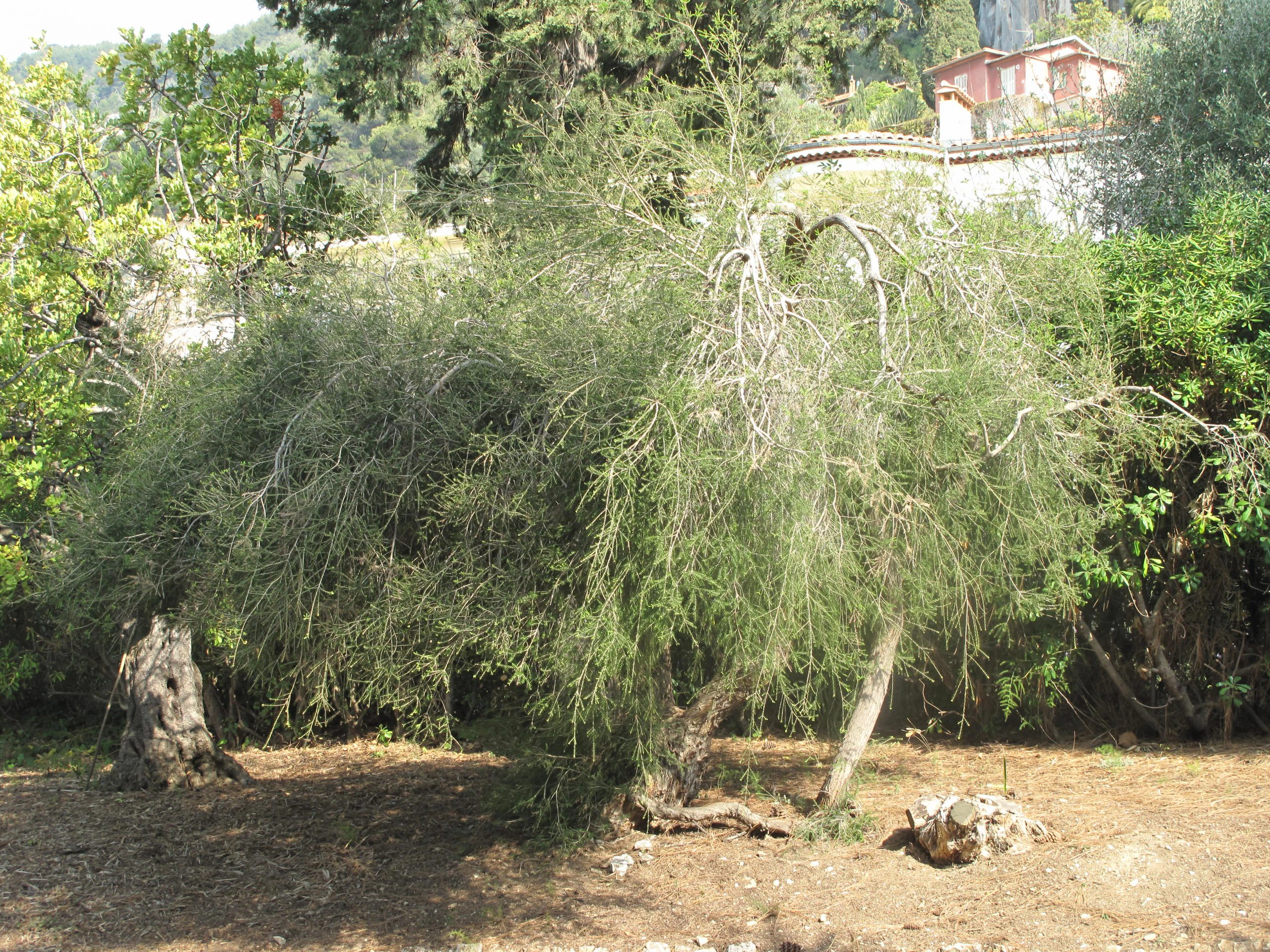 Melaleuca_alternifolia_(Maria_Serena)