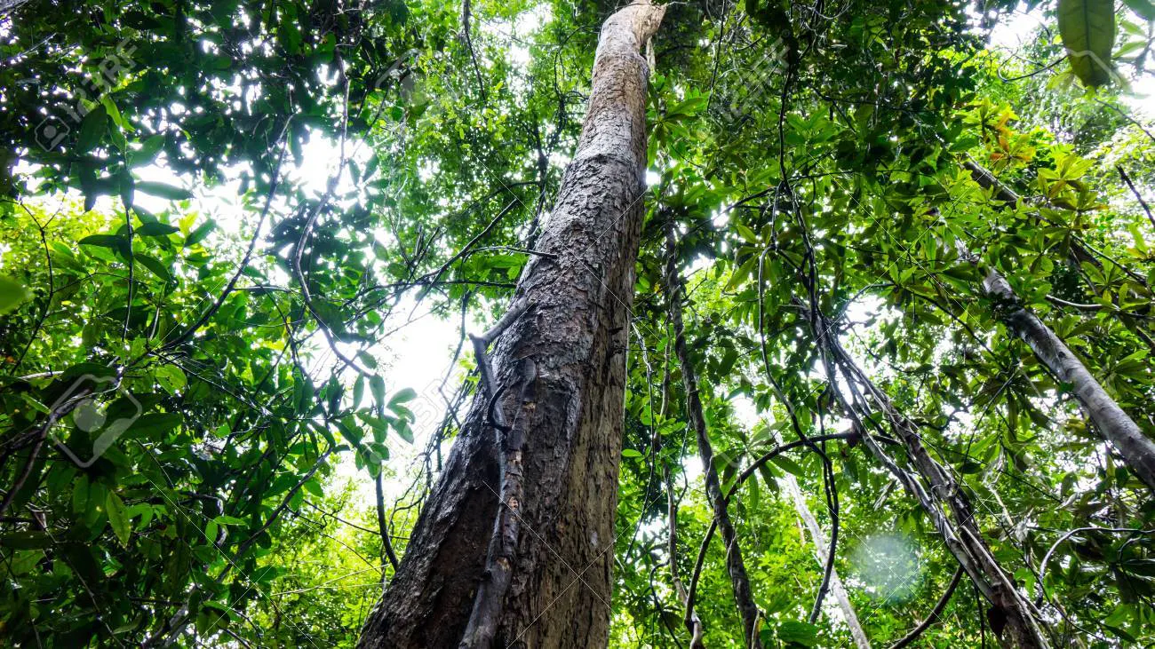 87332858-rosewood-tree-in-the-forest