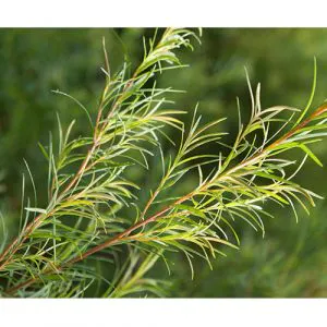 feuilles tea tree