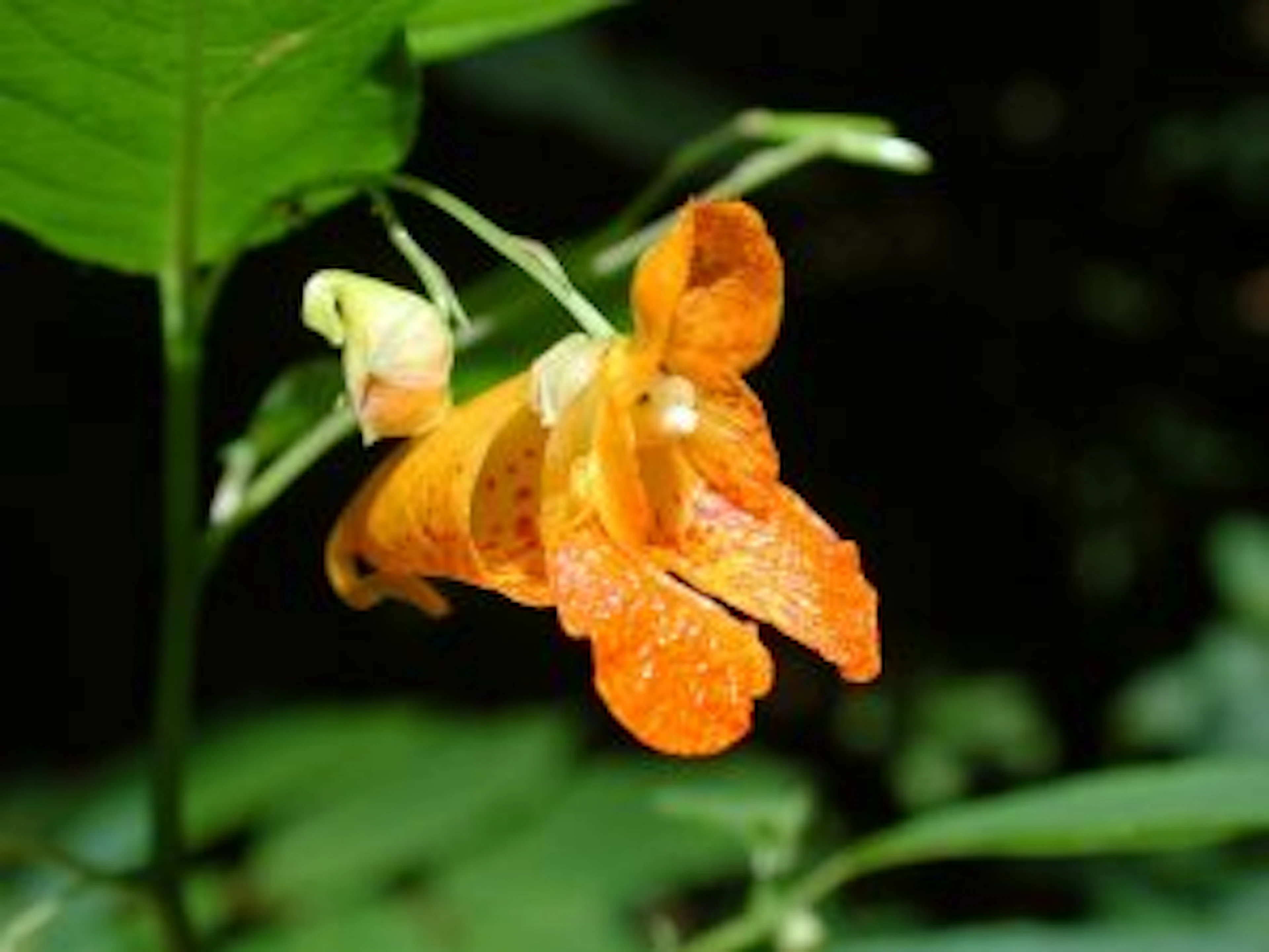 Impatiens