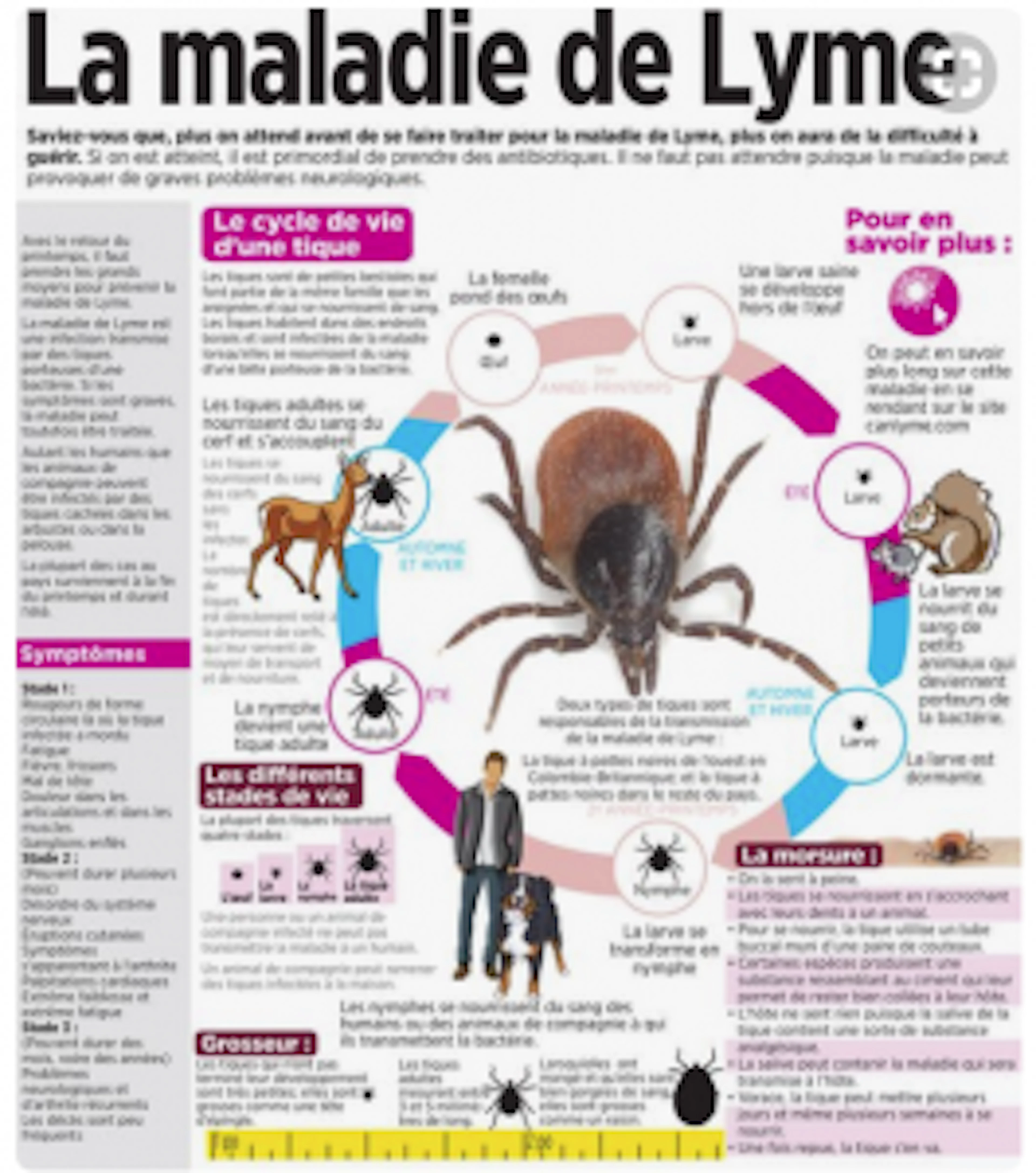 lyme disease