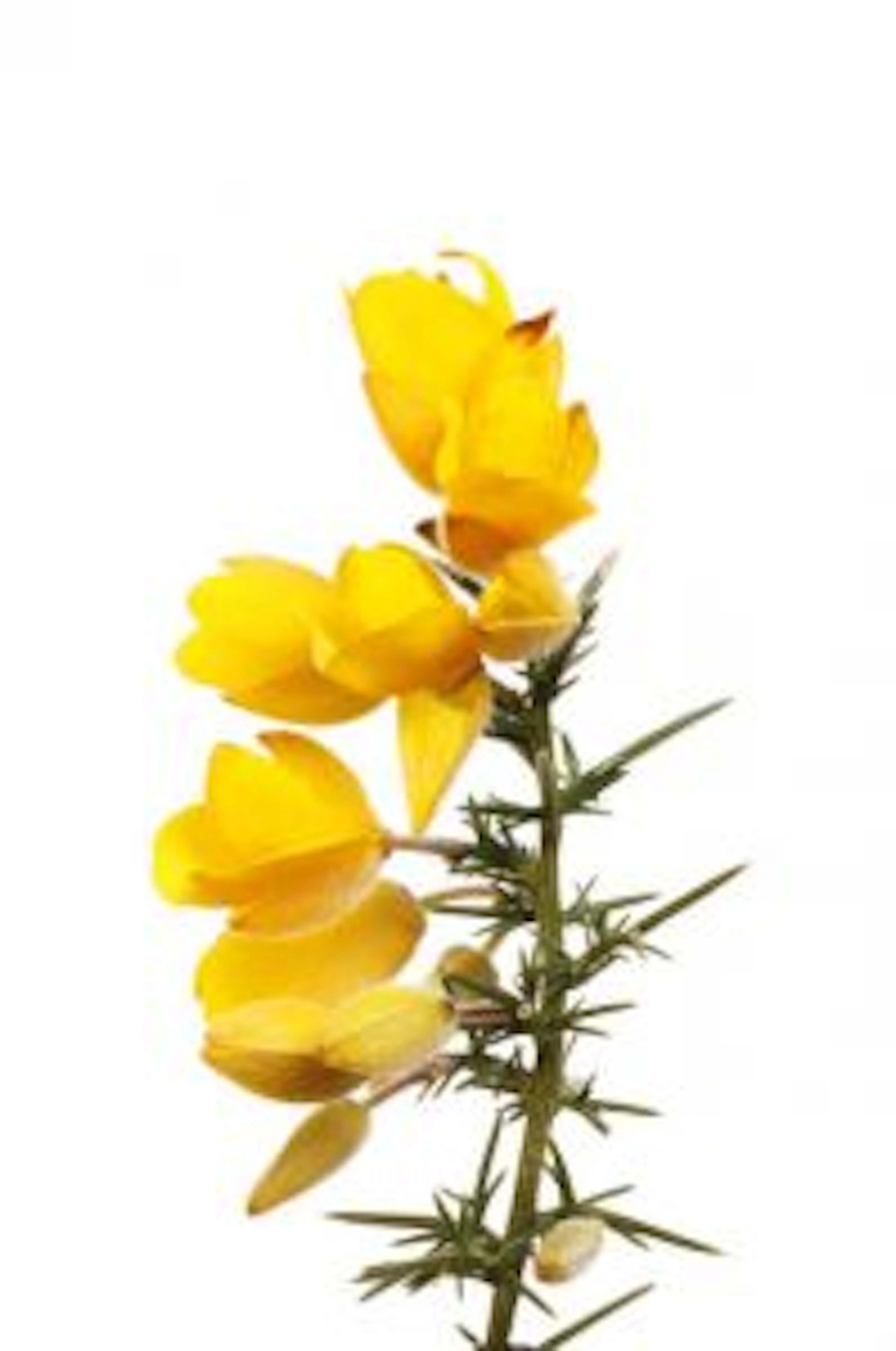 ajonc gorse