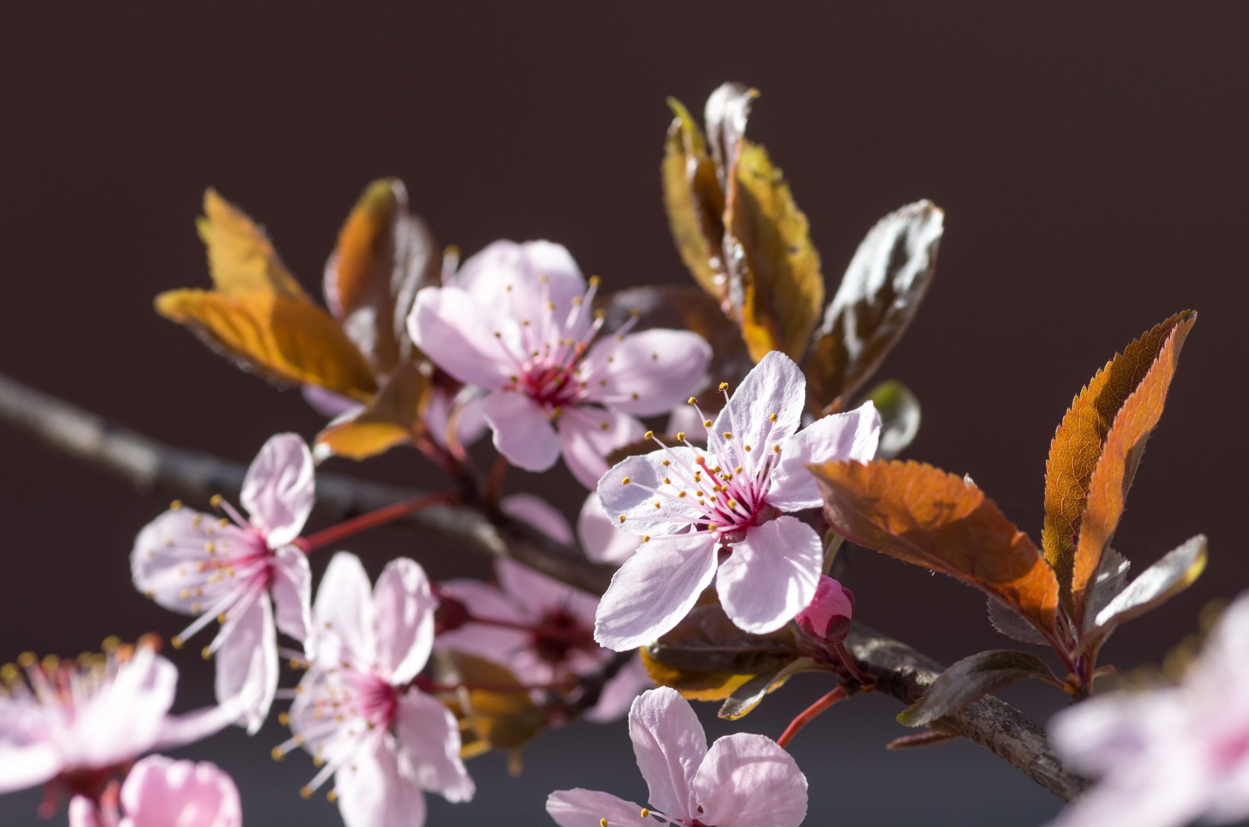 cherry-plum