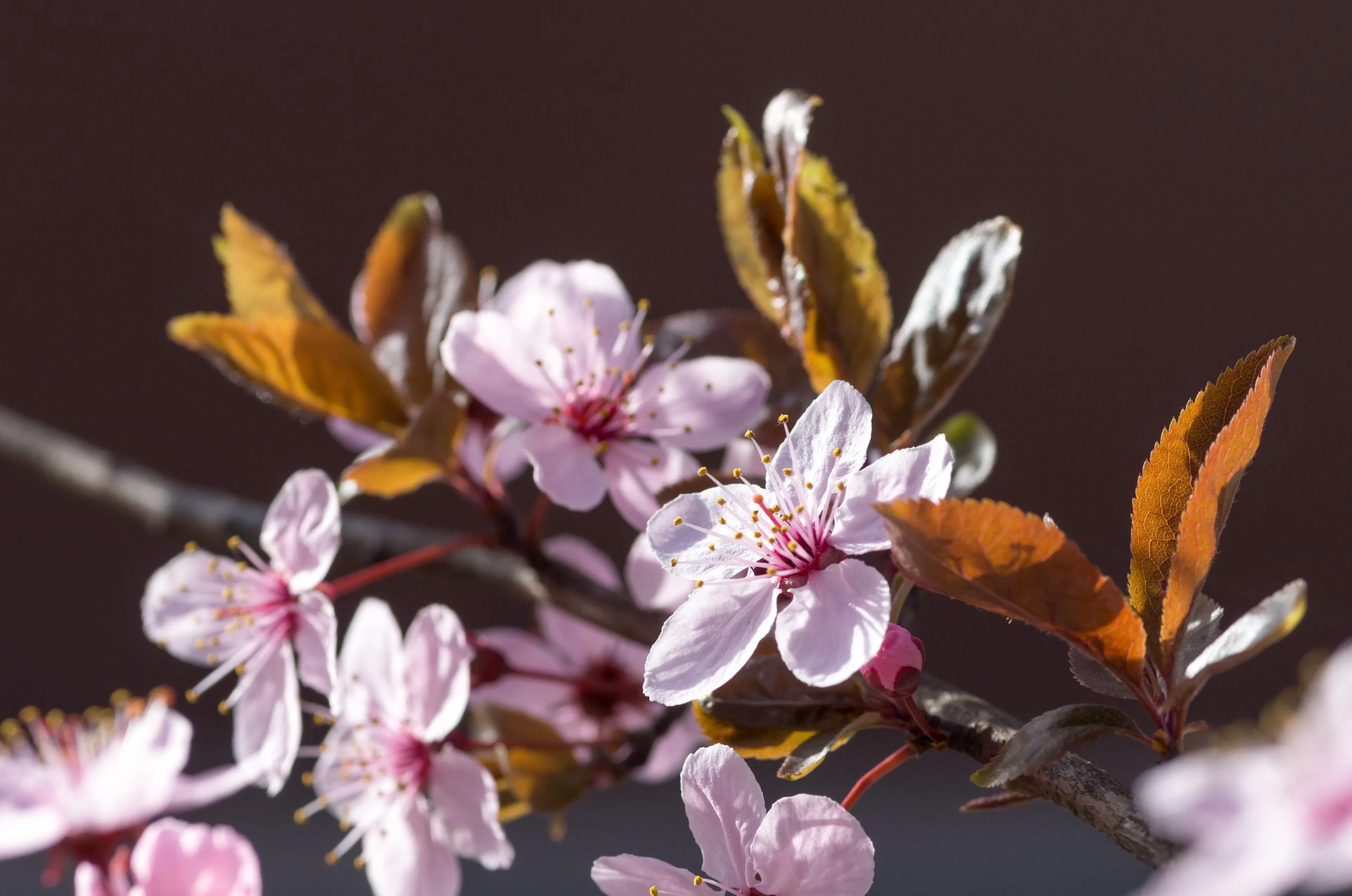 cherry-plum