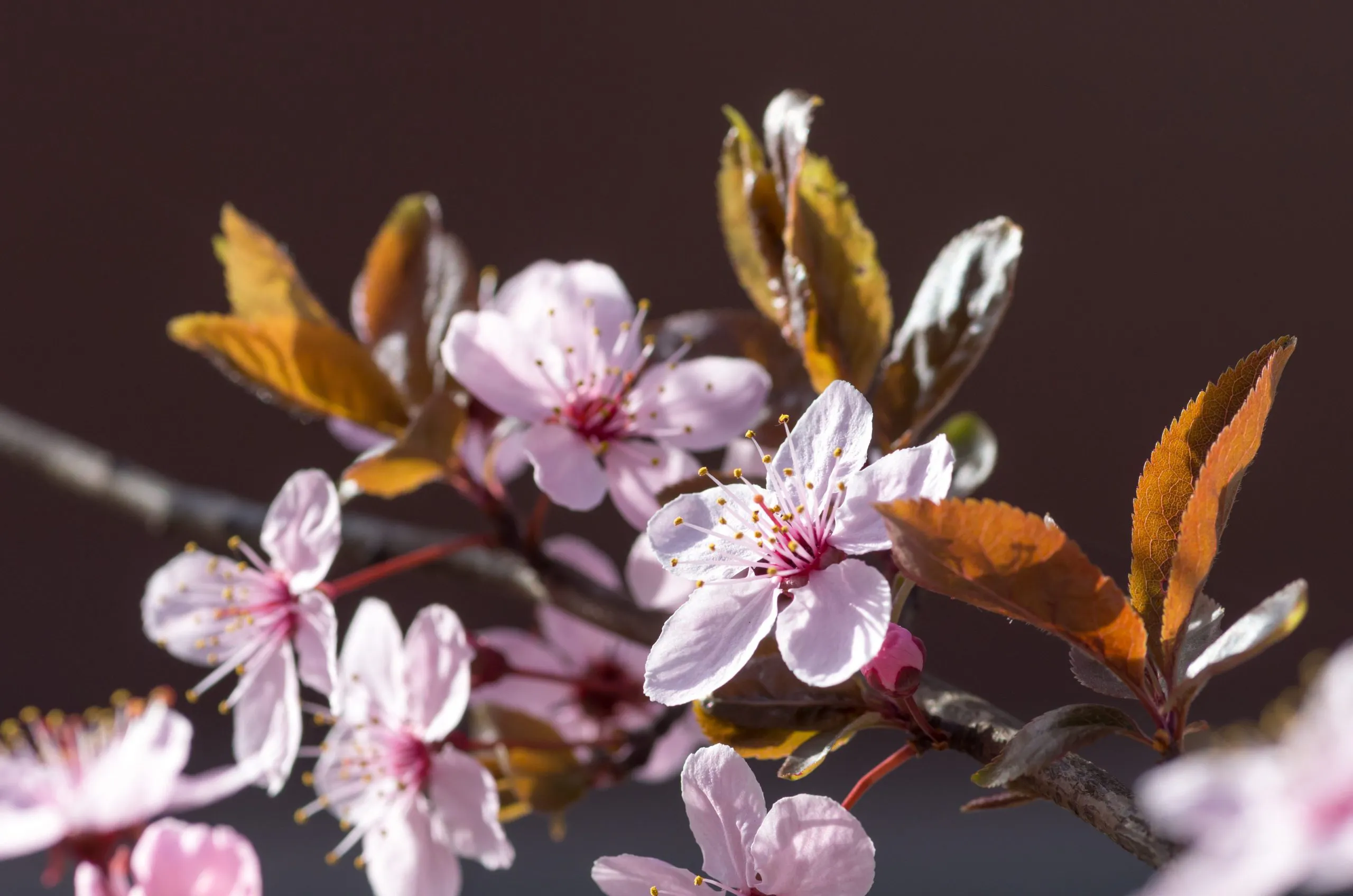 cherry-plum