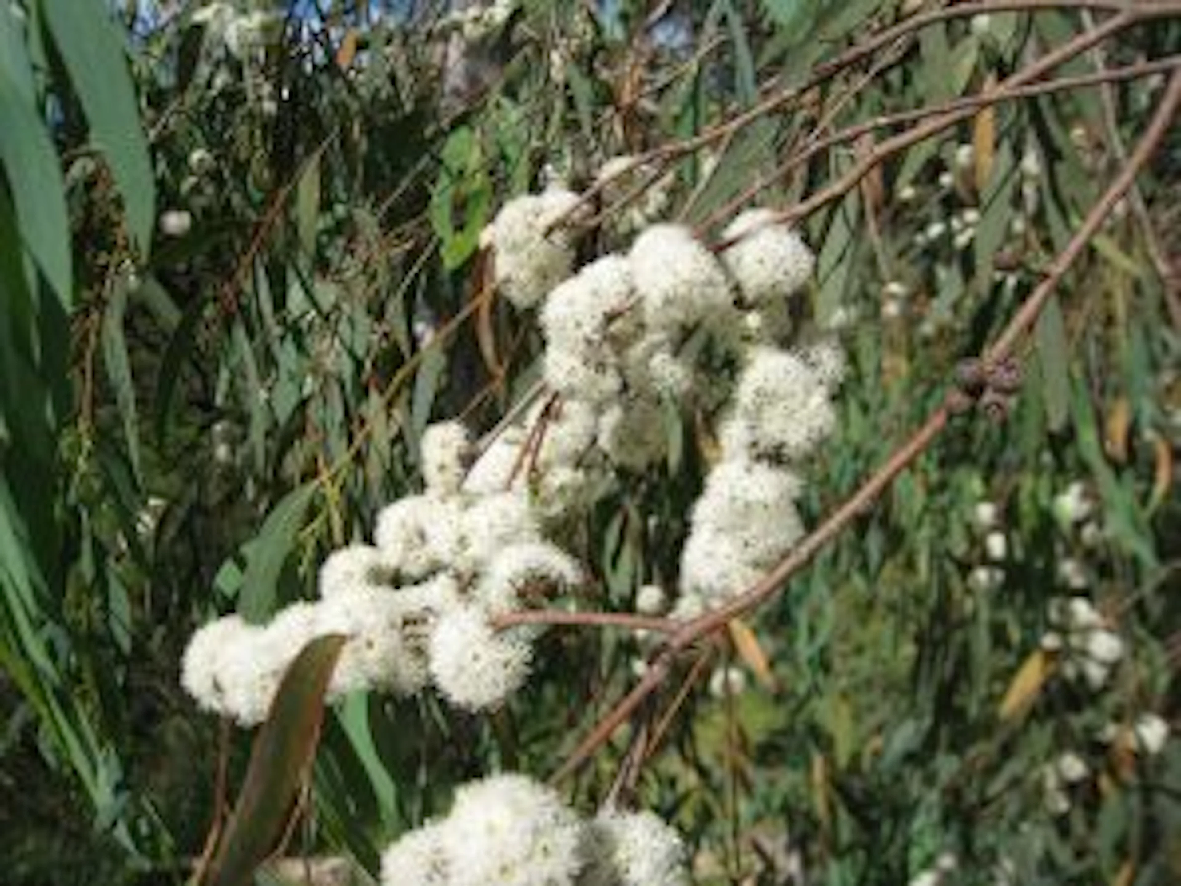 Eucalyptus_radiata