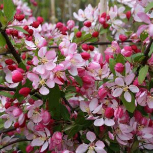 Crab Apple Flower