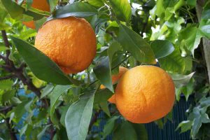 bitter orange leaf