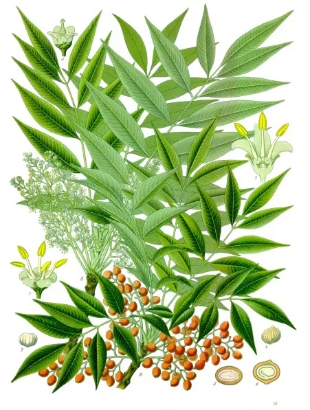 Toxicodendron_succedaneum_-_Köhler–s_Medizinal-Pflanzen-272