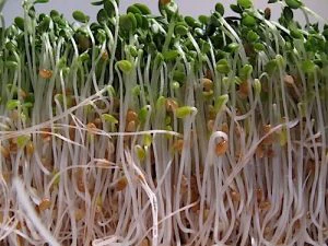 sprouts