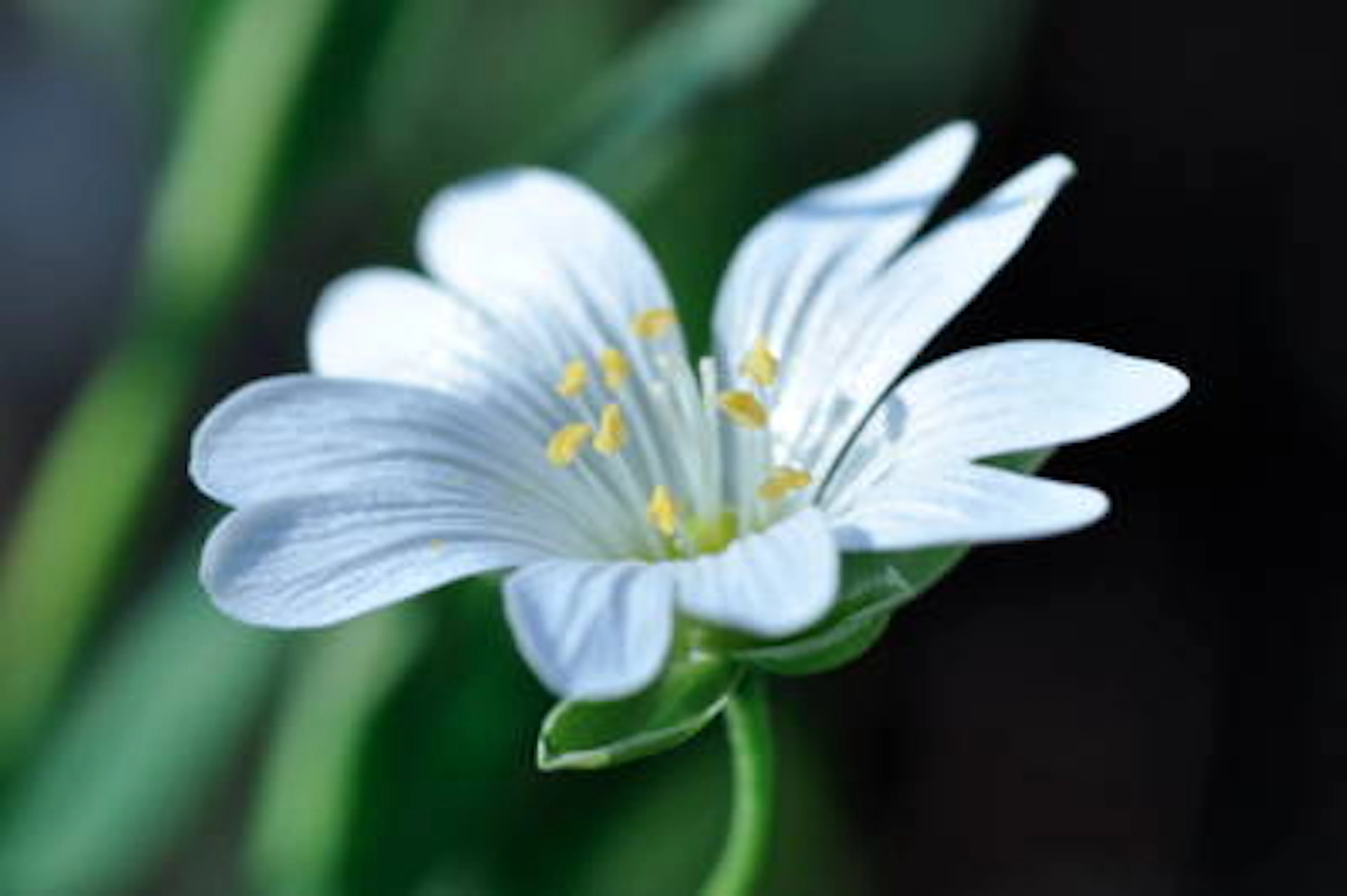 stellair-fleur