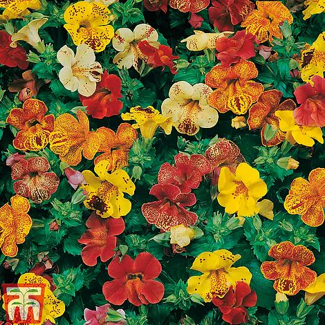 Mimulus Calypso