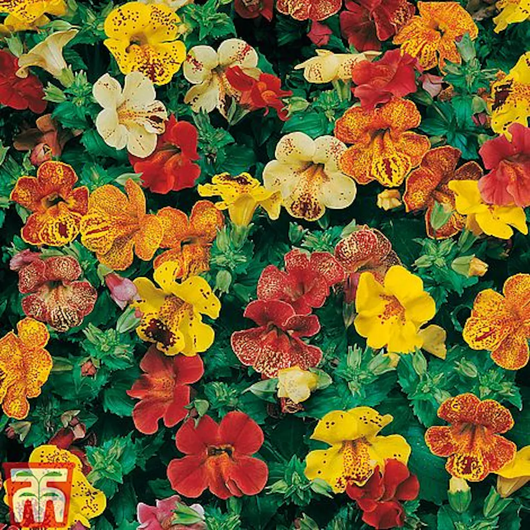 Mimulus Calypso