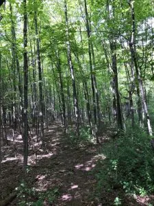 arbres