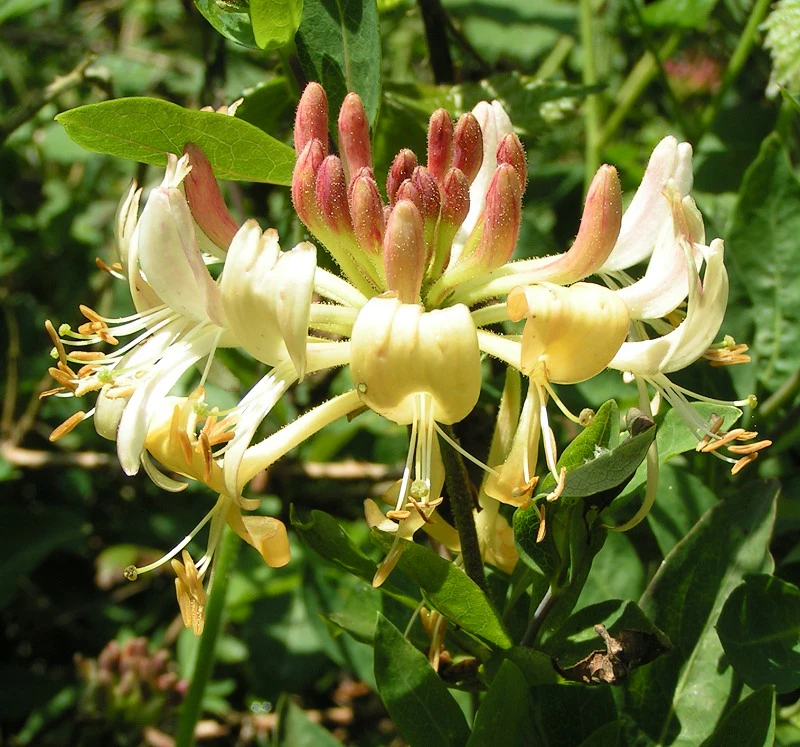 European_honeysuckle_800