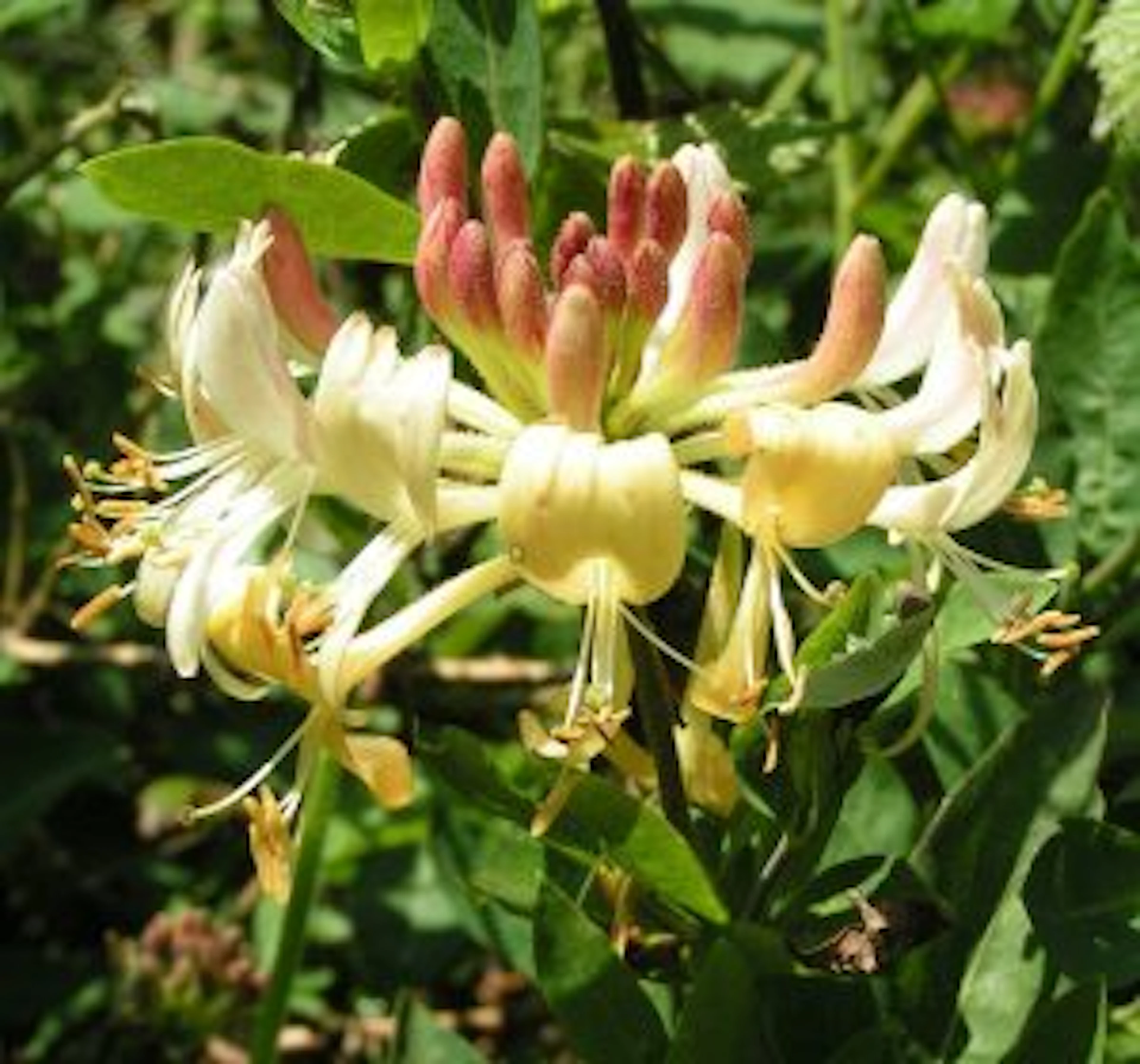 honeysuckle