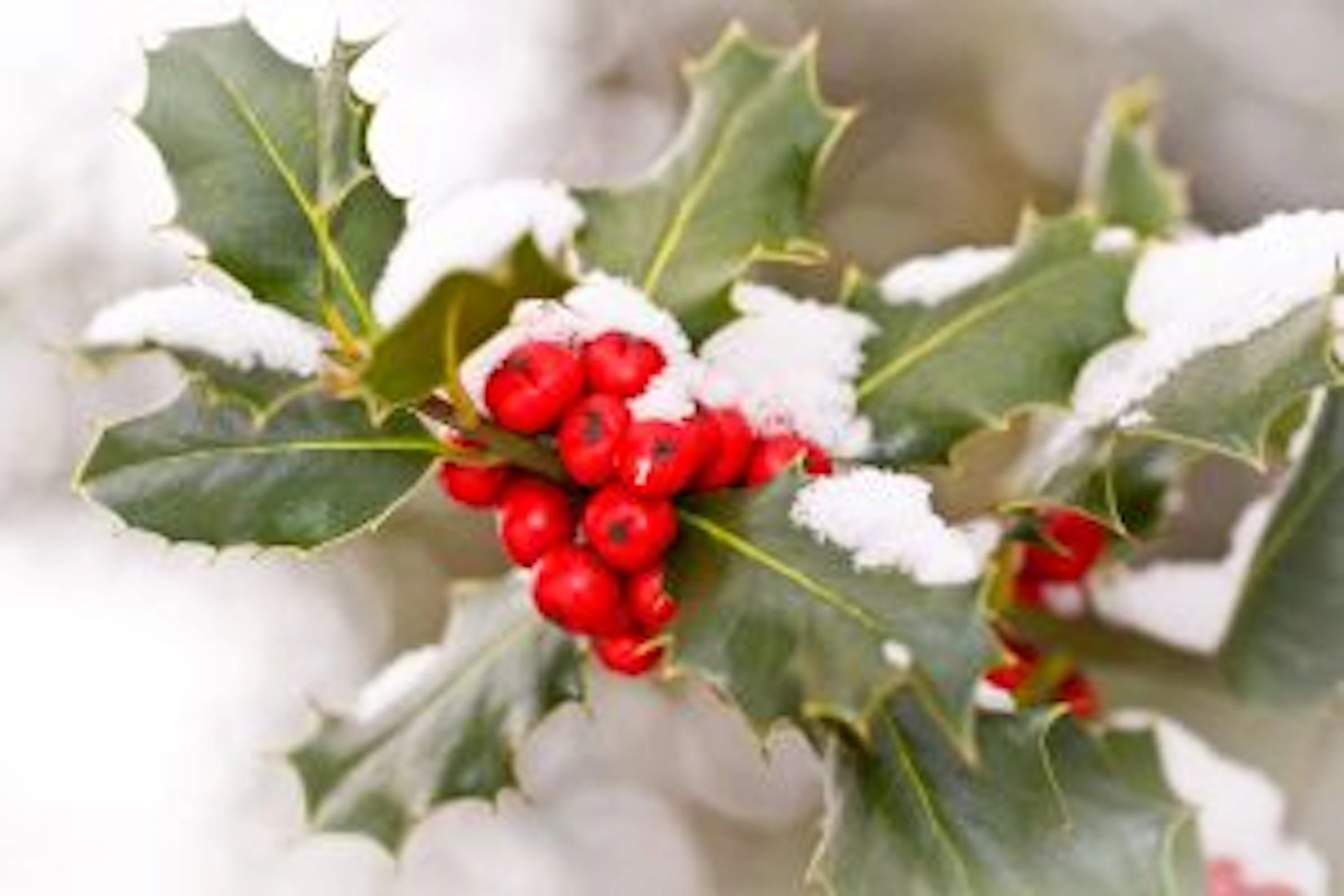 holly flower