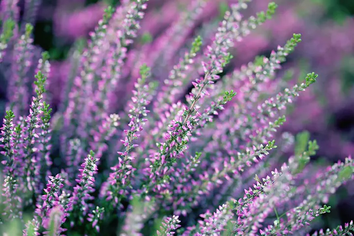 hero-heather-meanings-720x480