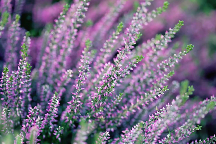 hero-heather-meanings-720x480