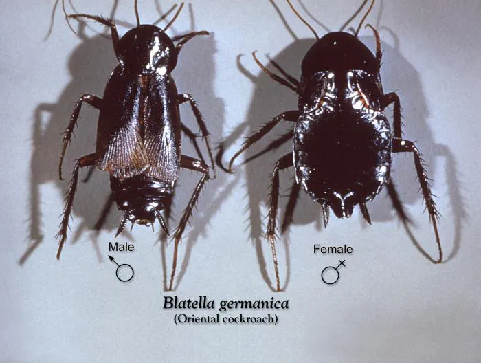 Blatta_orientalis_cdc