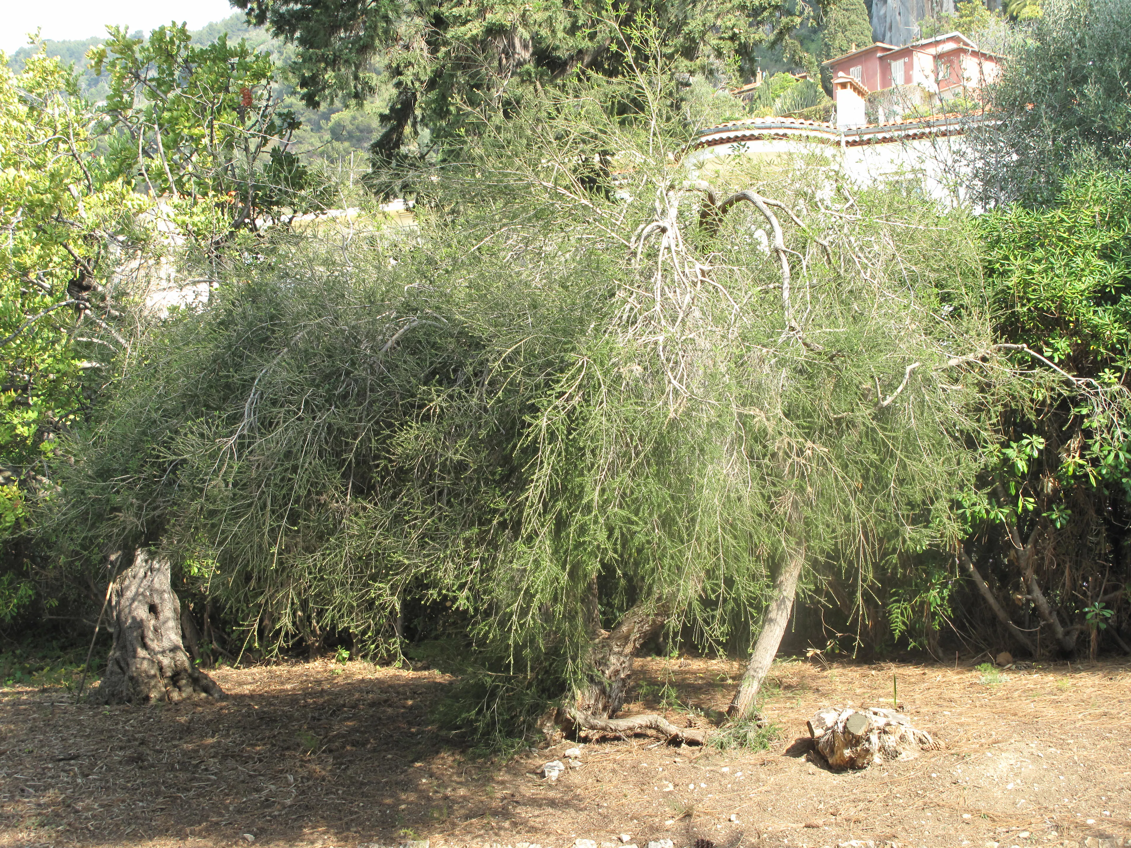 Melaleuca_alternifolia_(Maria_Serena)