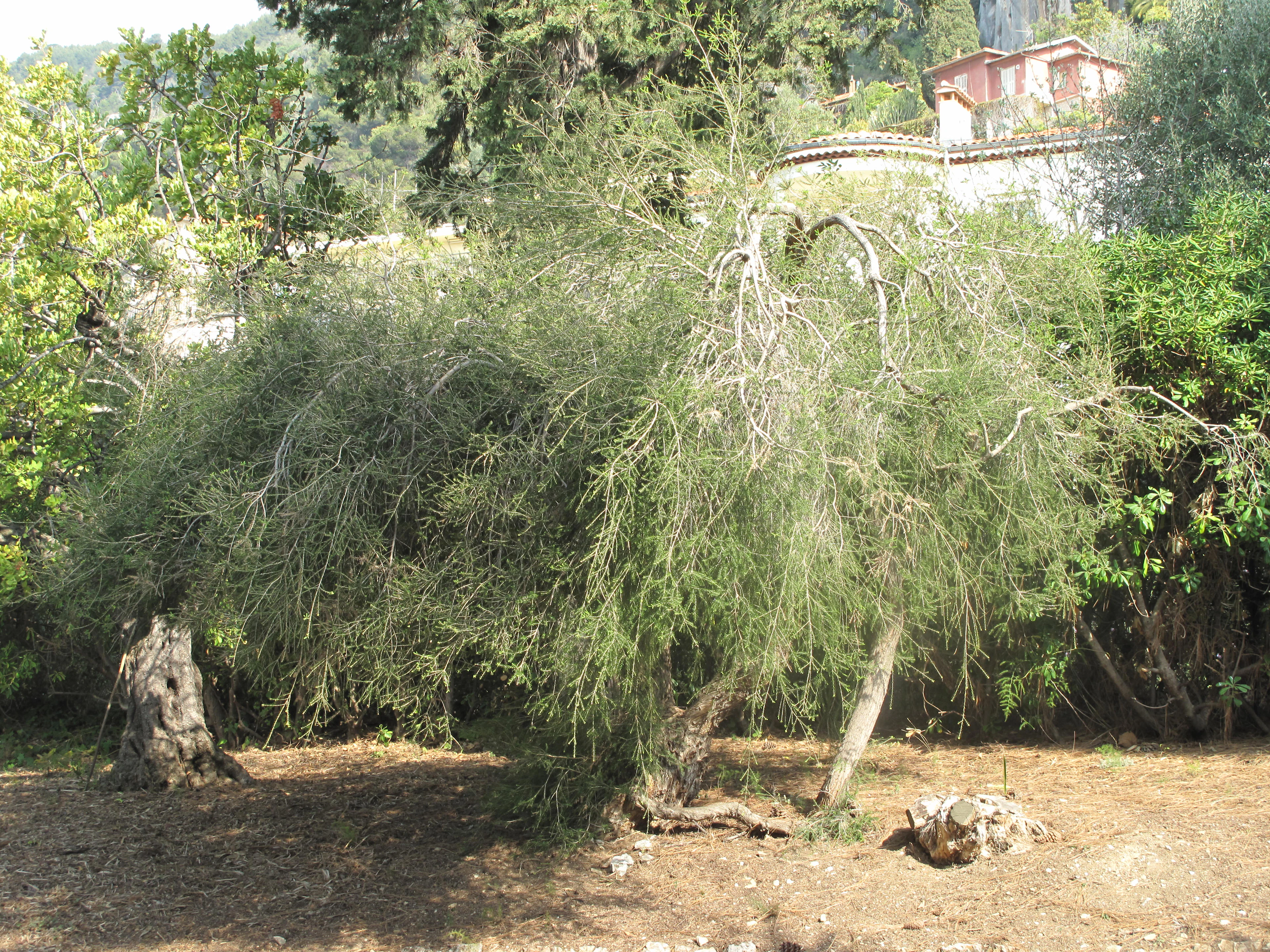 Melaleuca_alternifolia_(Maria_Serena)