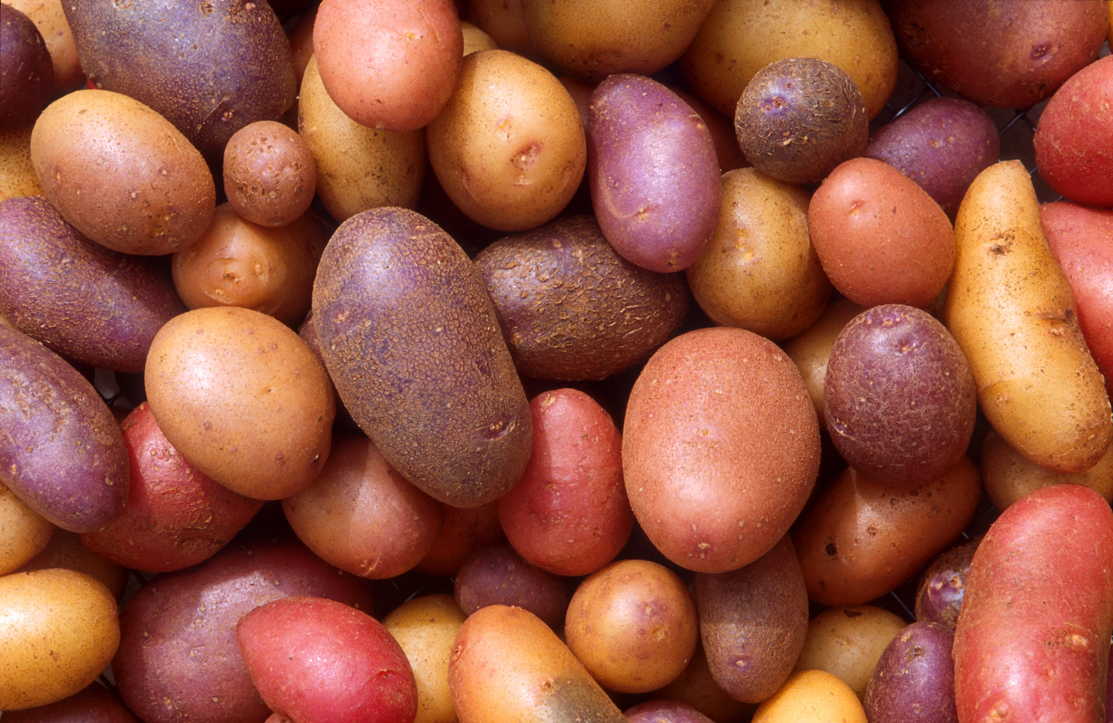 Patates