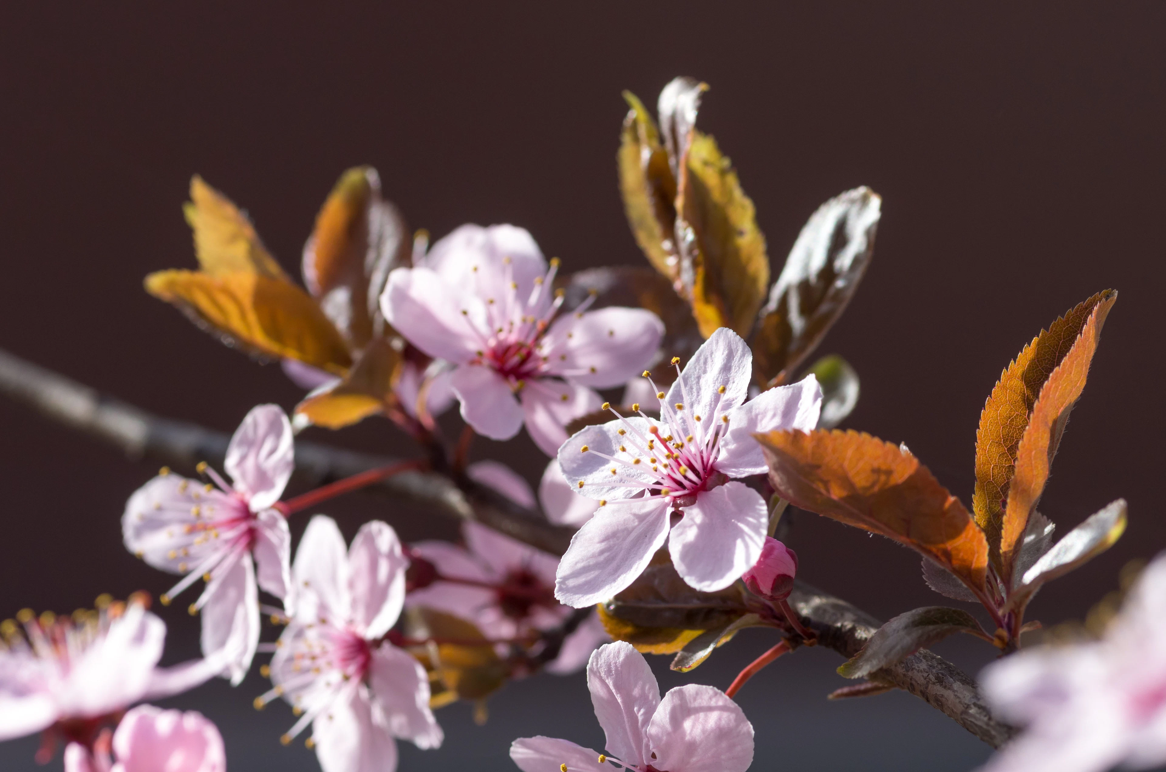 cherry-plum