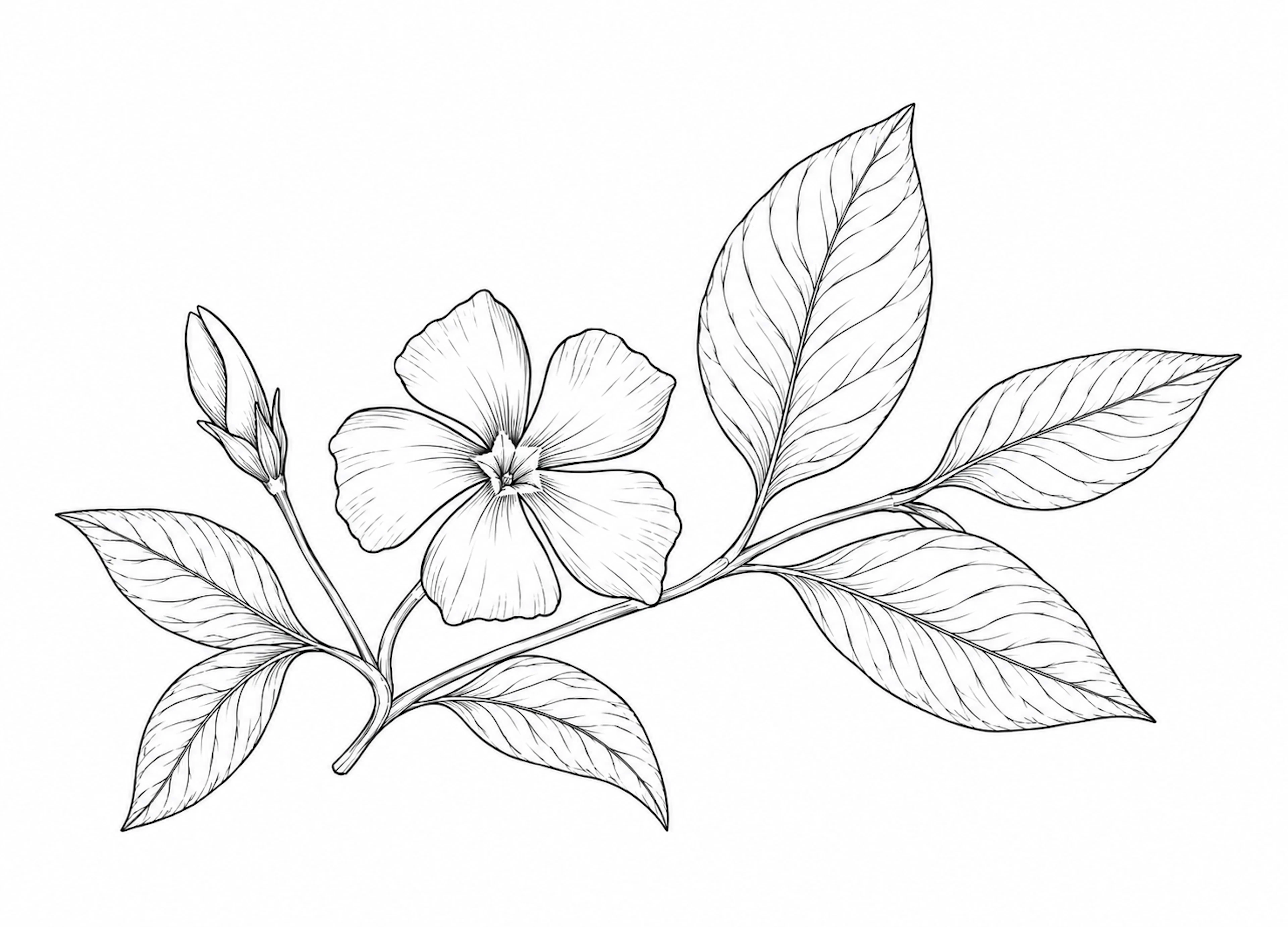  (Vinca Minor) 