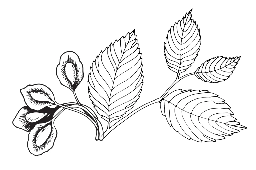 feuilles_dessin_Ormes, Ulmus campestris
