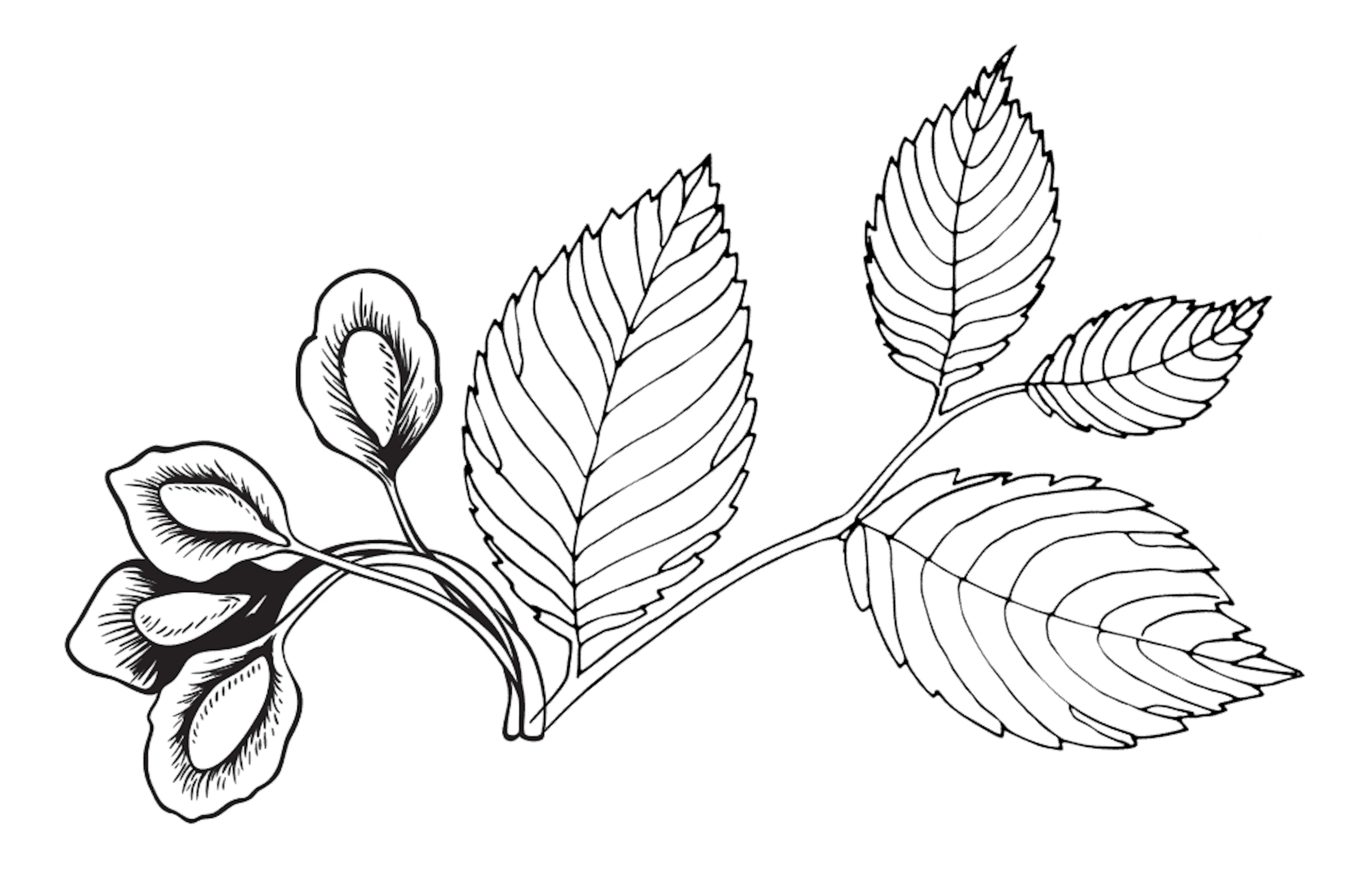 feuilles_dessin_Ormes,  Ulmus campestris
