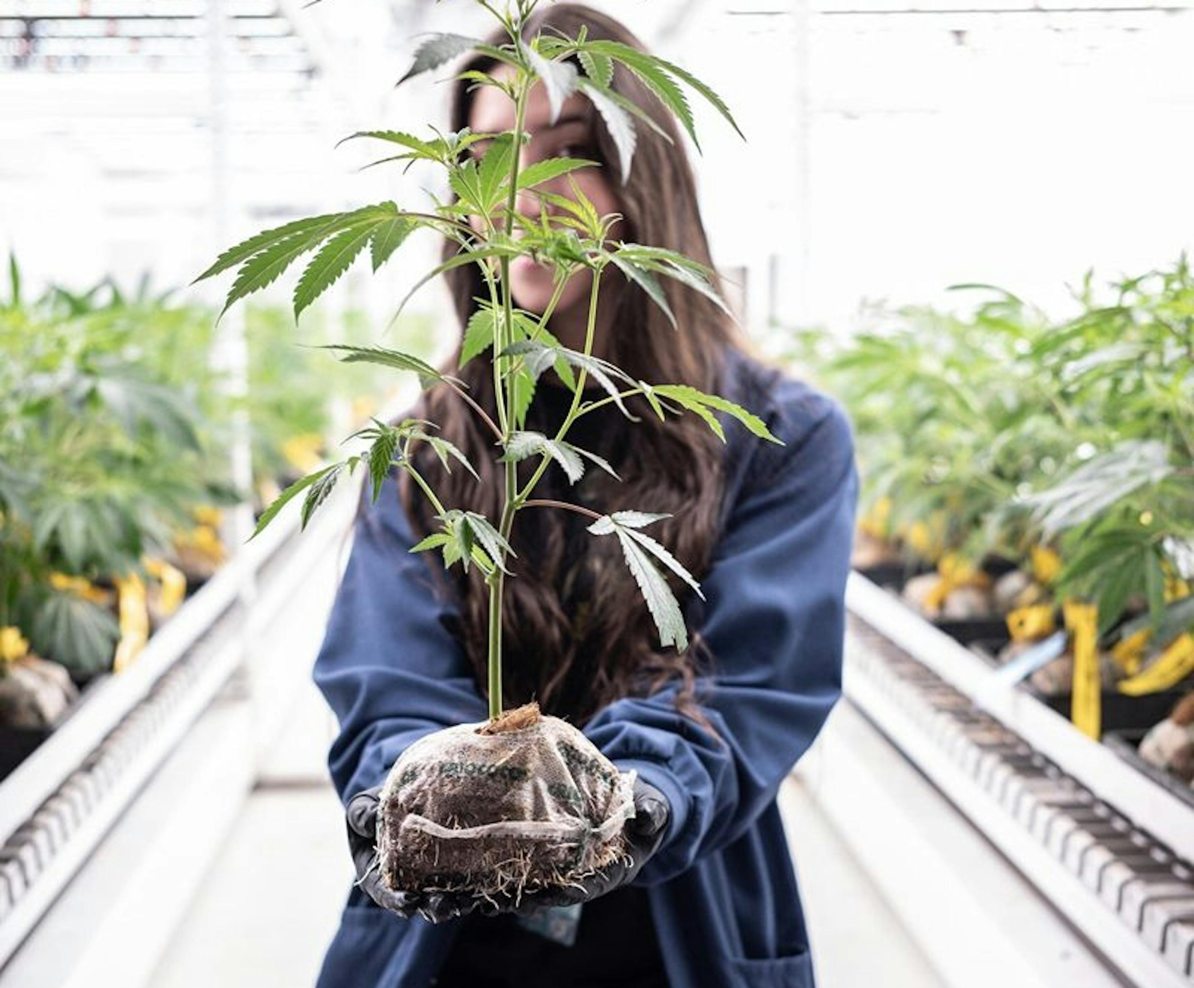 Woman holding a cannabis plant indoor