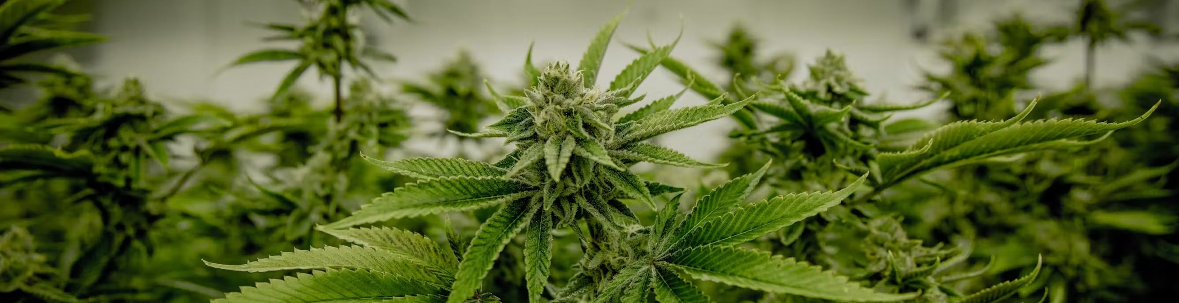 Growing at Home