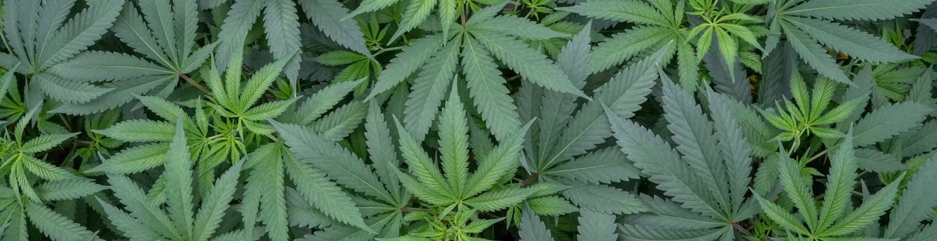 New to Cannabis