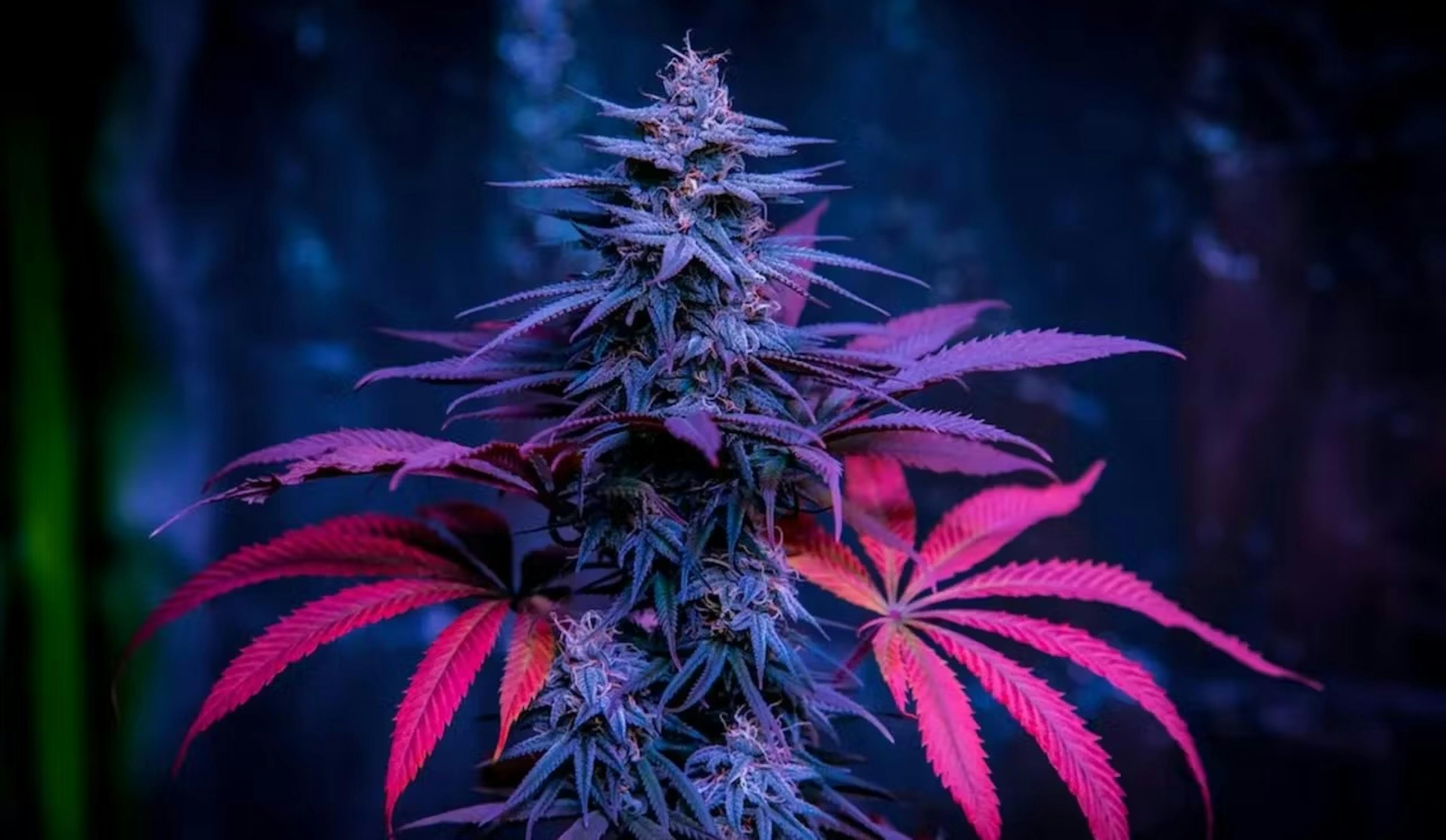 Purple Wookie Strain