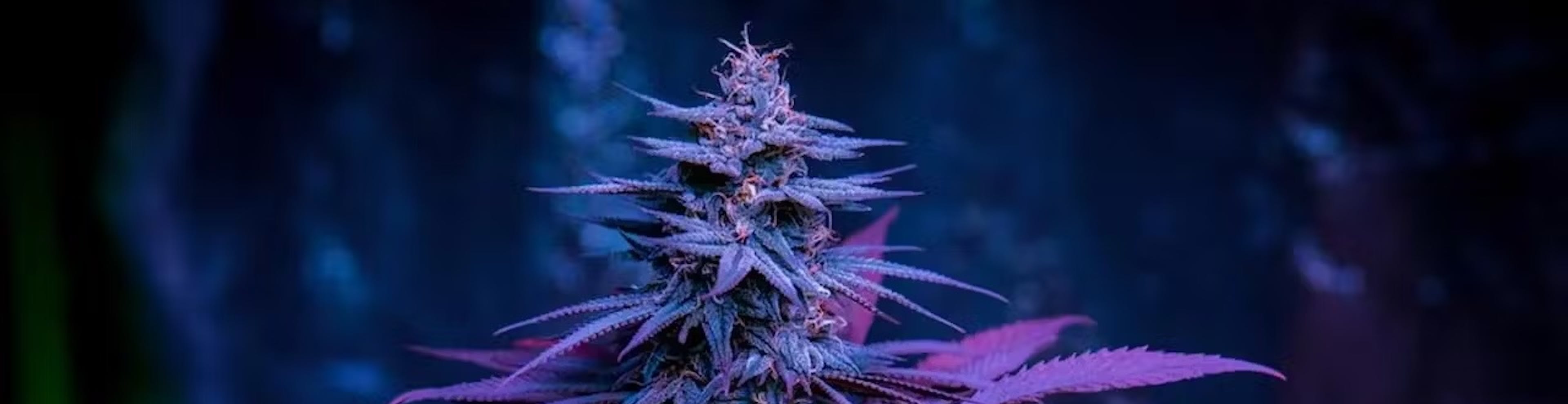 Purple Wookie Strain