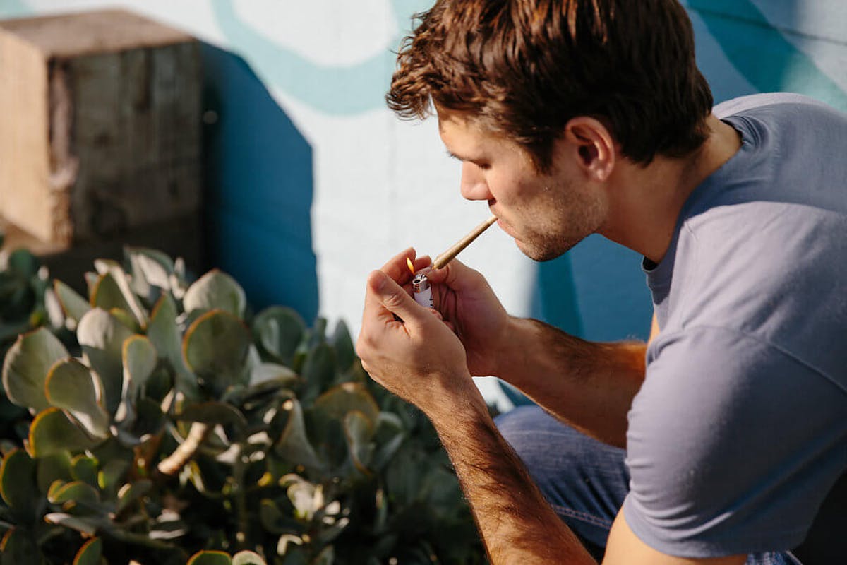 Your Guide to California Weed Strains