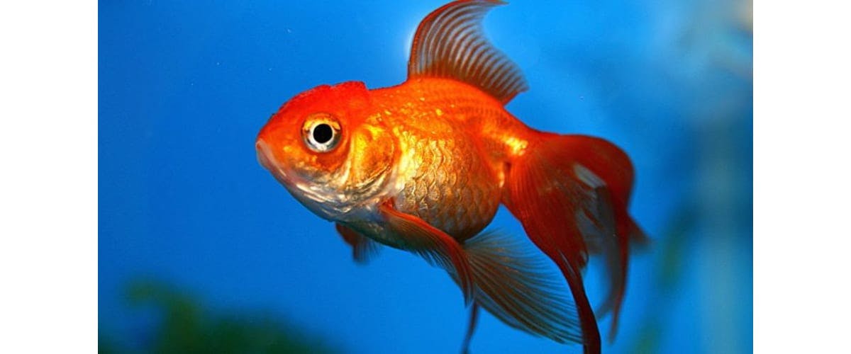 poisson-avril