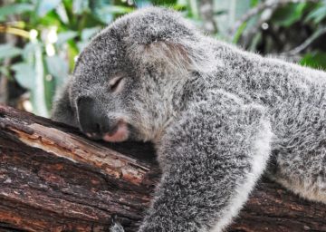 a sleeping koala