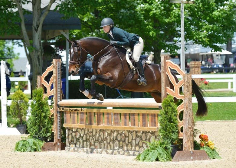 Horses for Sale Collins Sporthorses