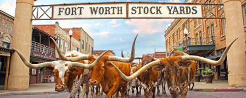 Longhorns in Stockyards