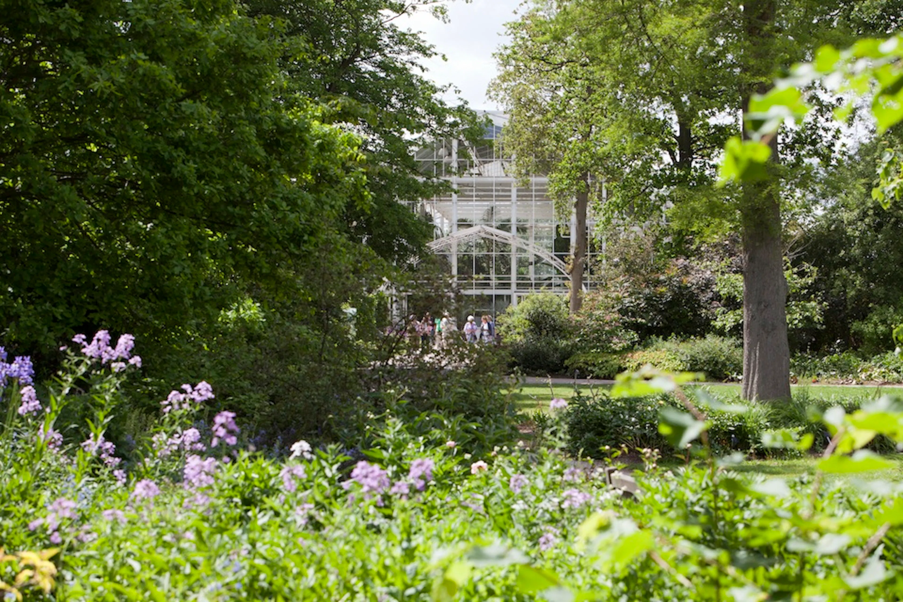 wisley 960