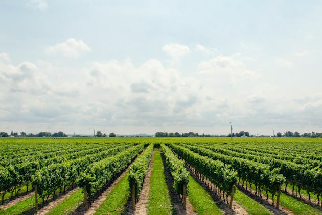 Convert Tasting Room Guests into Repeat Customers