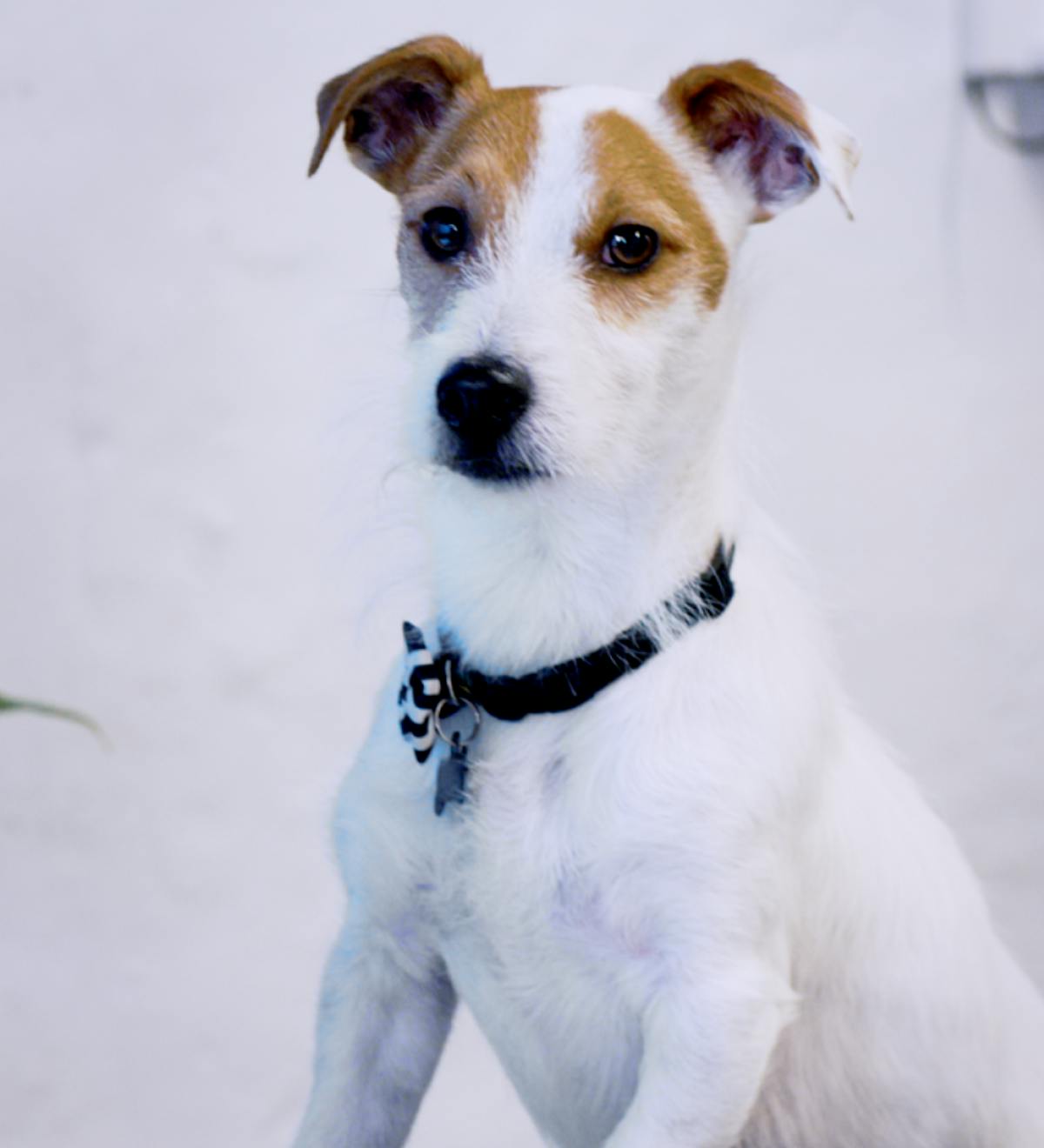 Brown and white puppy