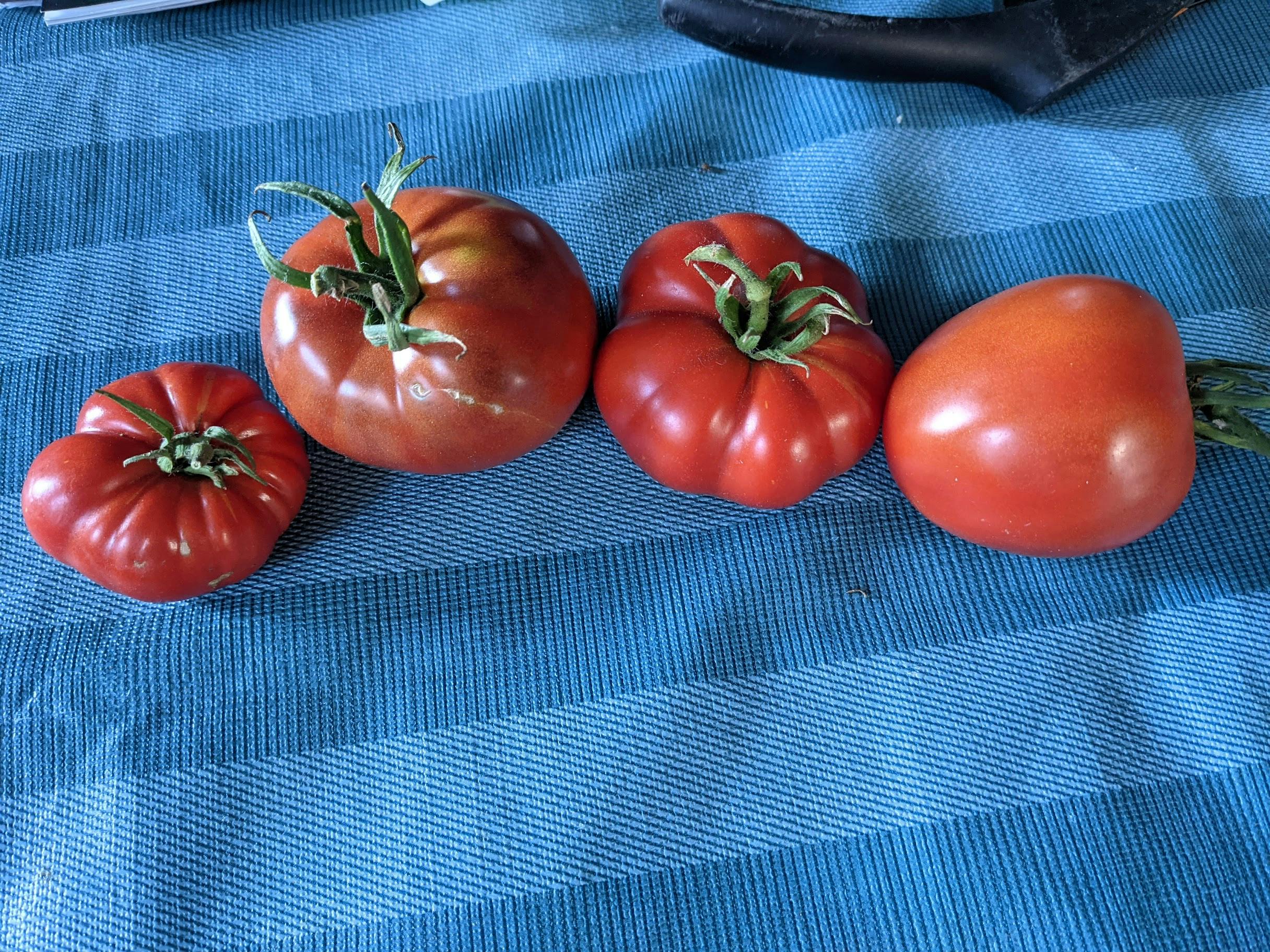 4 homegrown heirloom tomatoes on a blue tablecloth